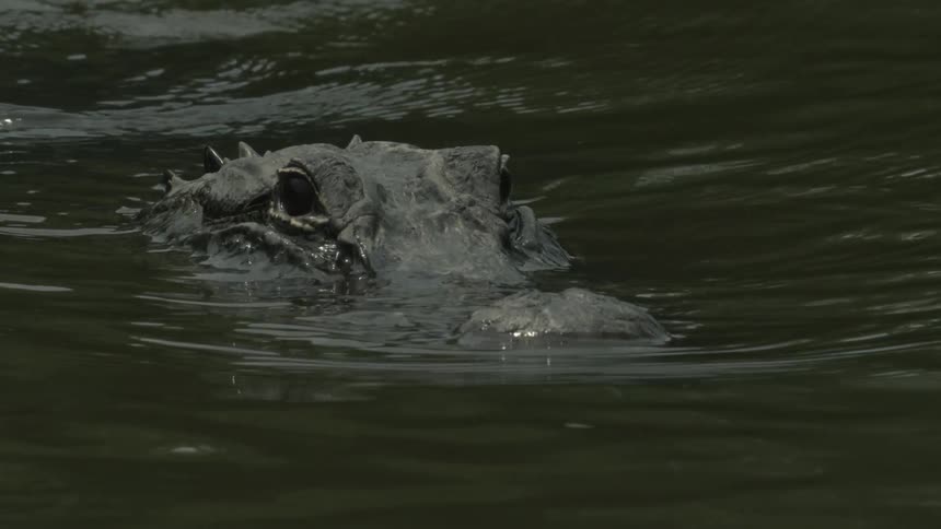 An alligator peeks its eyes above the water
