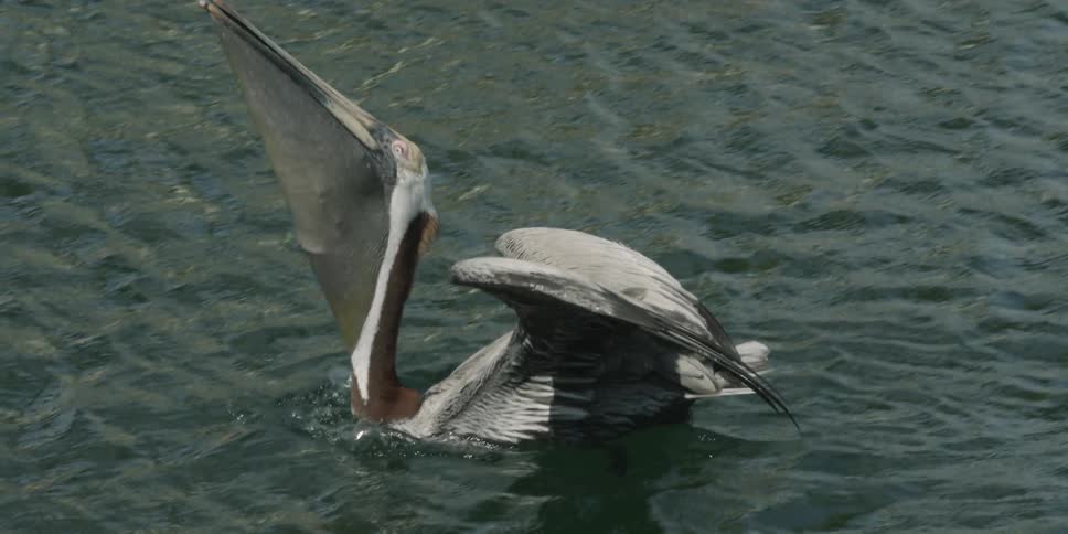 A pelican swallows its prey