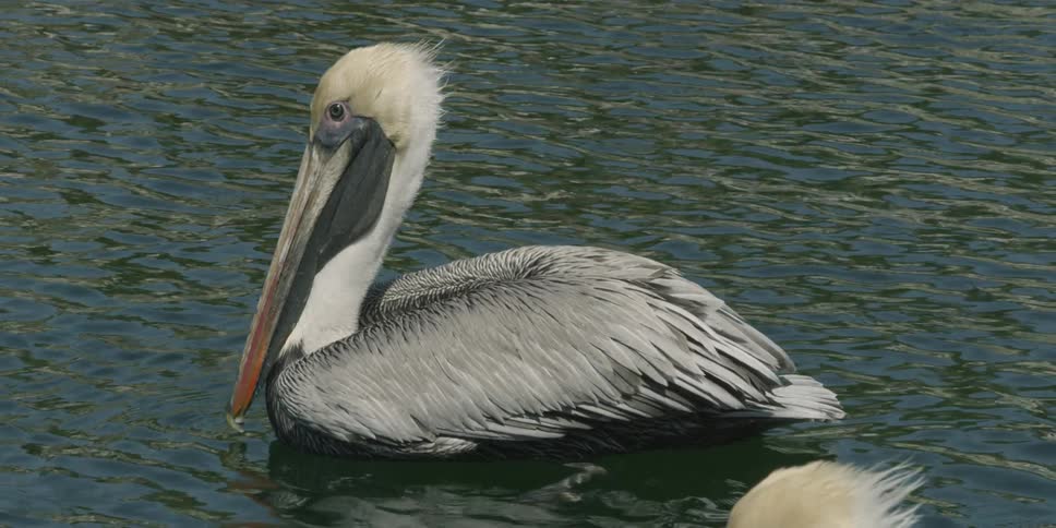 Pelican floating on the surface of small rippling waters