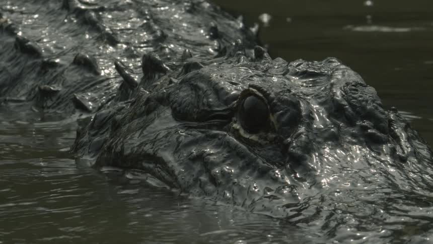 An alligator peeks its eyes above the swampy water