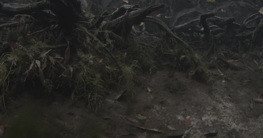 The fish swim past the branches underwater