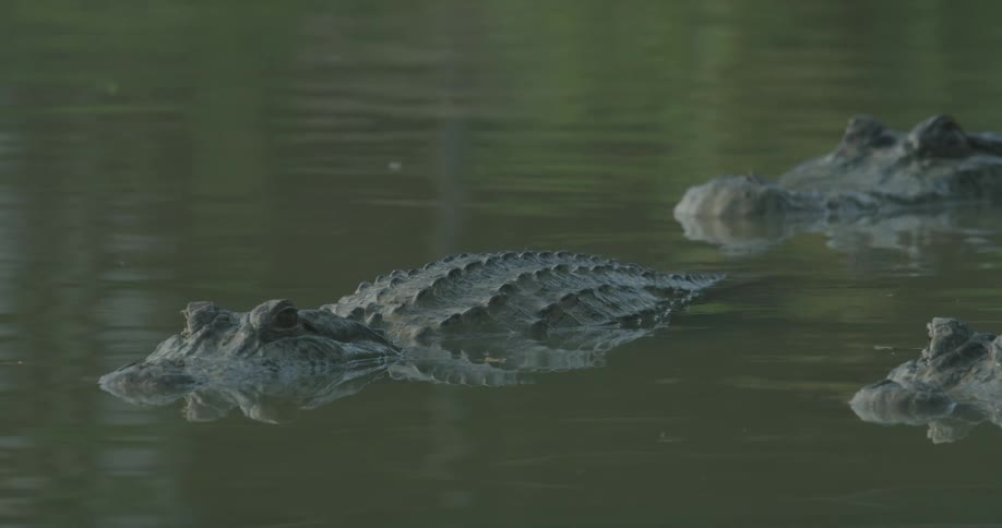 An alligator is partially submitted underwater