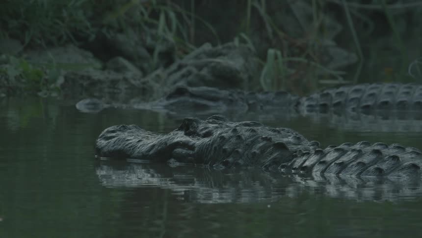 An alligator is partially submerged in water