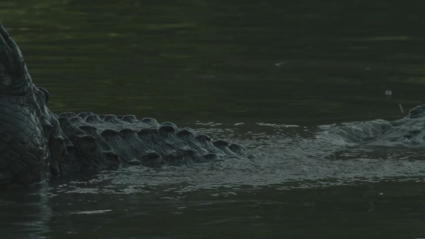 An alligator splashes water