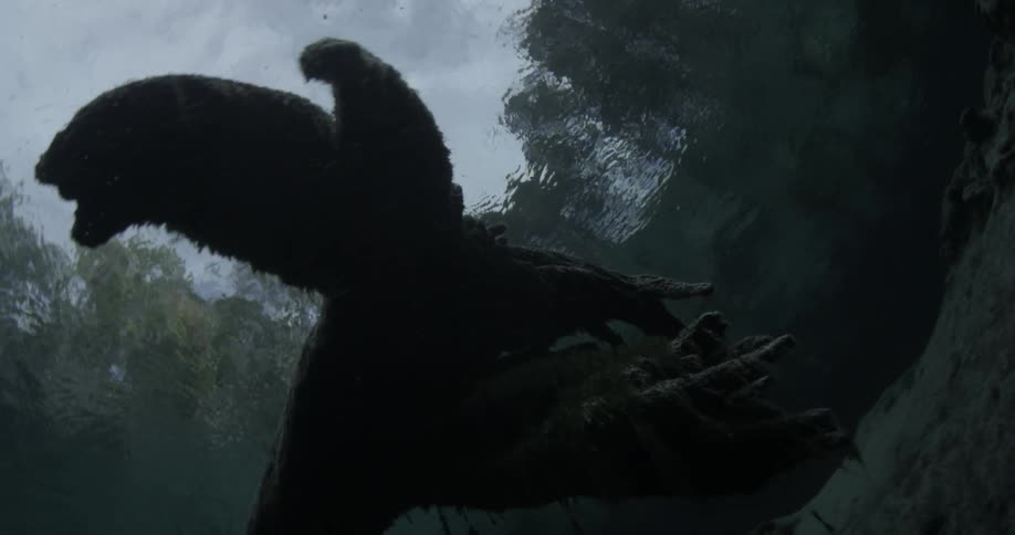 A few large tree branches are being filmed as the diver goes towards the surface of the water