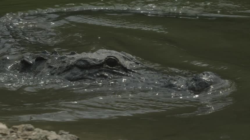 An alligator is swimming up to the bank of a river