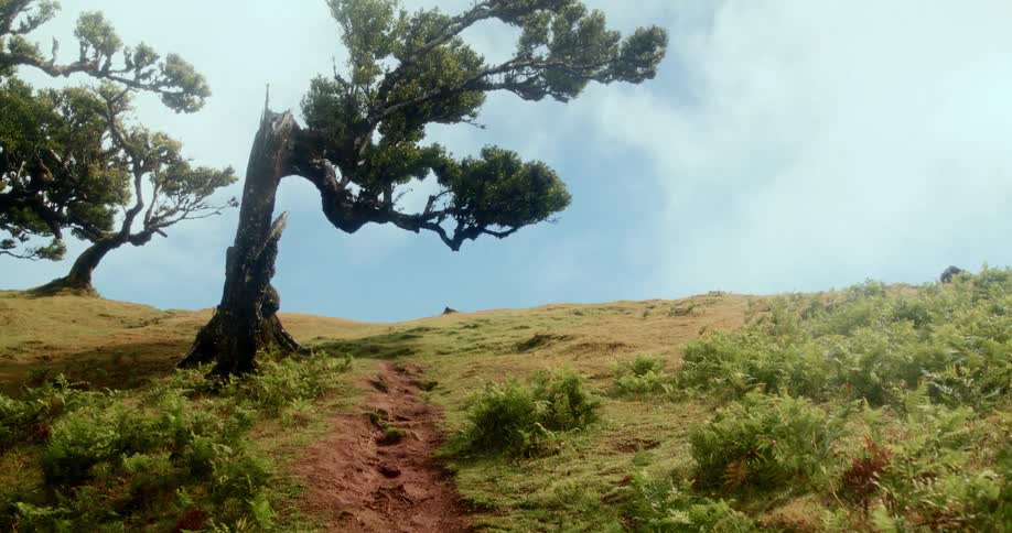 Hill with a trail and sparse trees