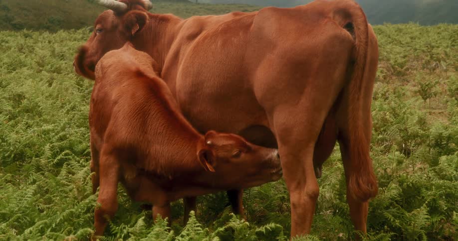A footage of cows feeding