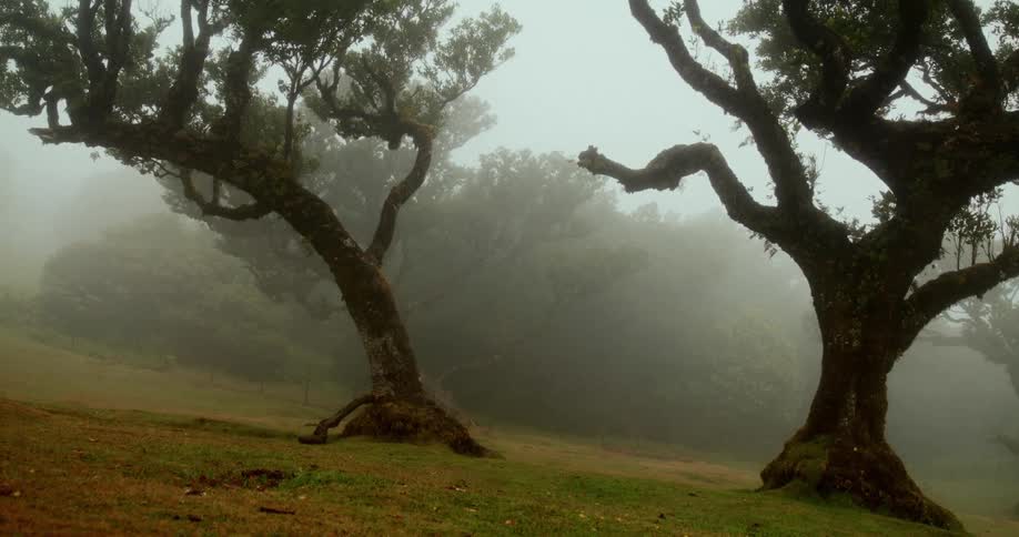 Foggy forest during the day