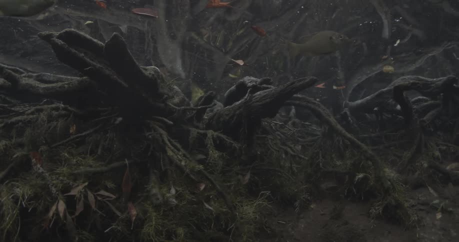Fish and tree roots move underwater