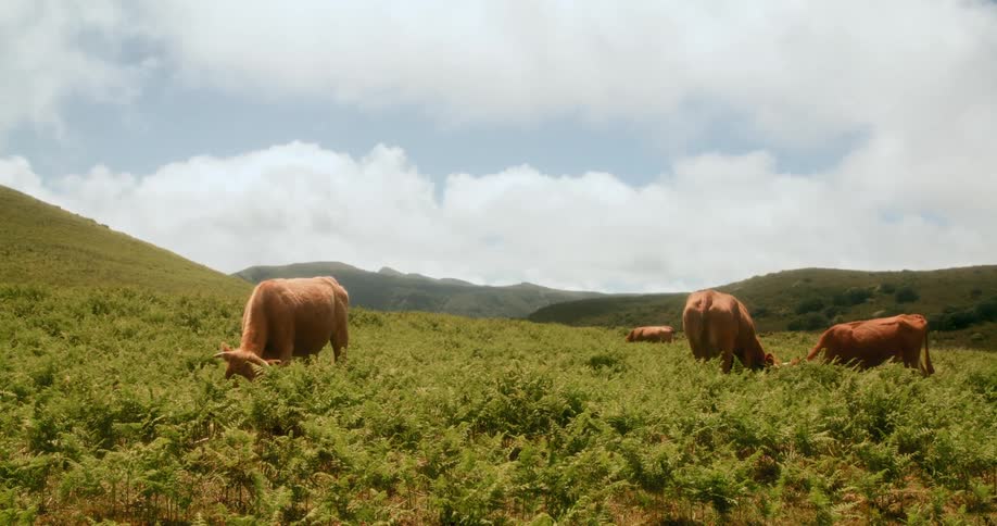 Brownhaired cattle eating grass in the mountains
