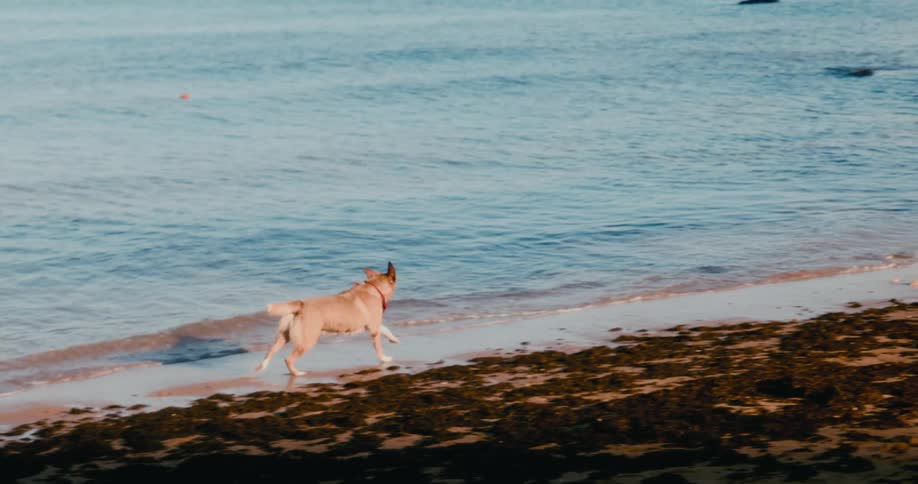 Dog running on the beach