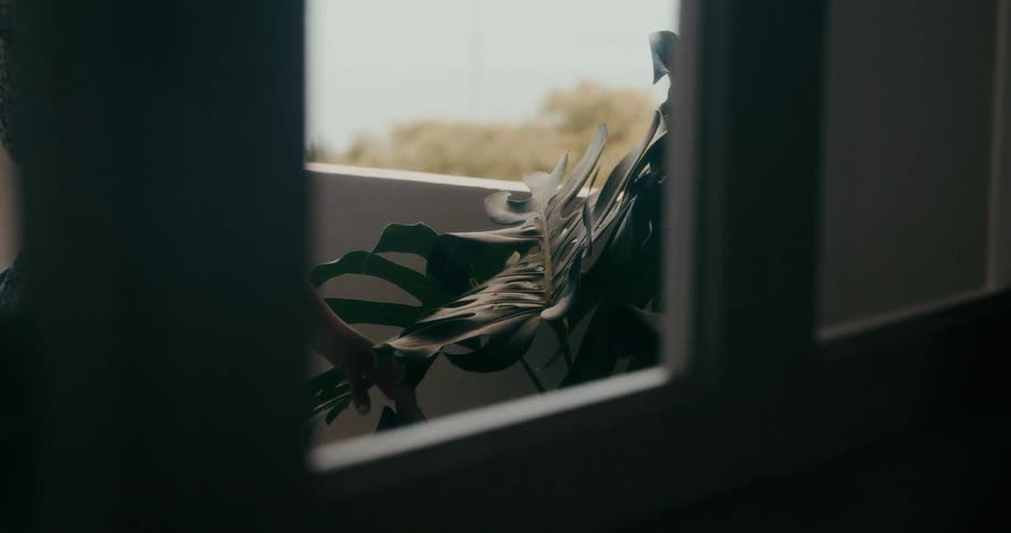 Hand touching green leaves of a potted plant in an indoor space