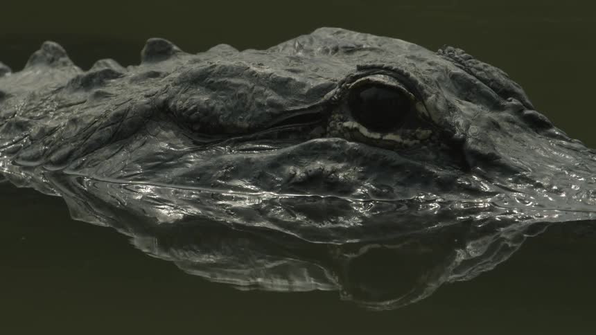 An alligator's eye and head are visible in the water