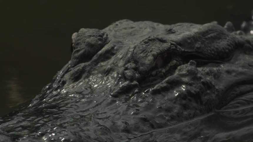 A close up view of an alligator sitting in the water