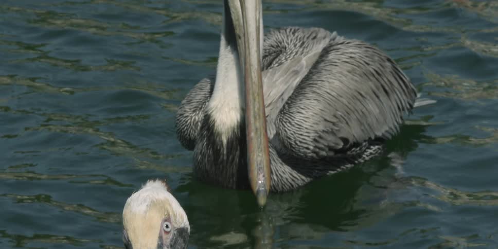 Pelicans are floating on the water during the day