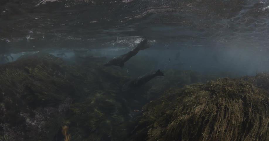 Two water creatures swim together
