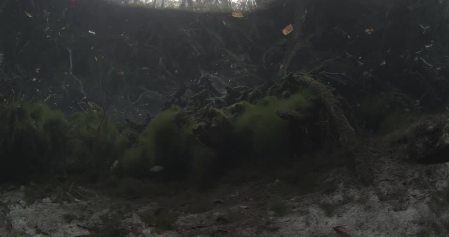 Underwater plants and fish