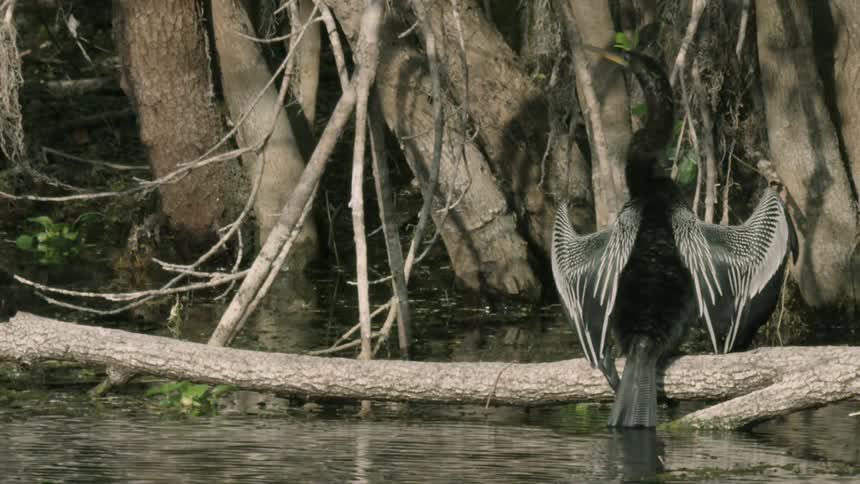 A bird sitting on a branch in a swamp