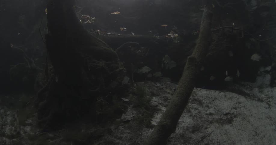 Fish swimming near branches underwater