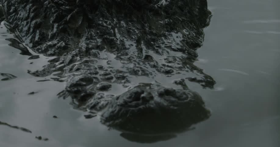 An alligator peeks its eyes above water