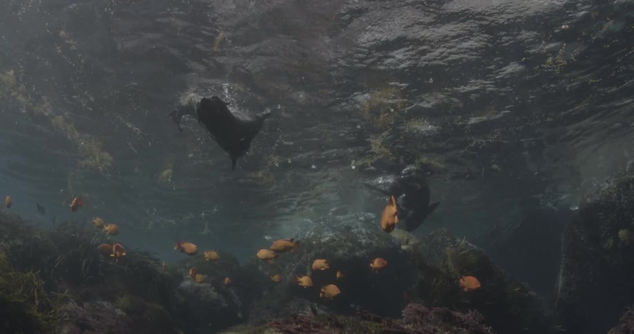 A seal swims underwater by orange fish