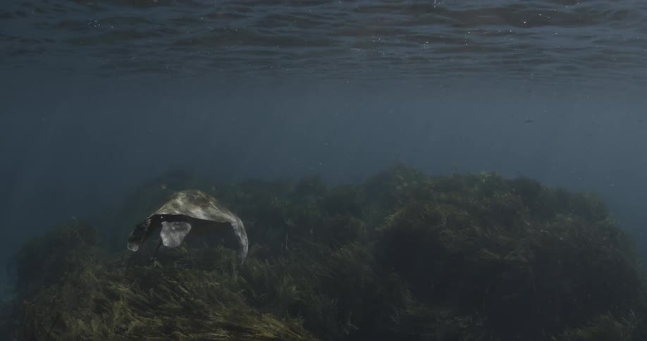 A sea turtle swimming underwater and heading near the bottom