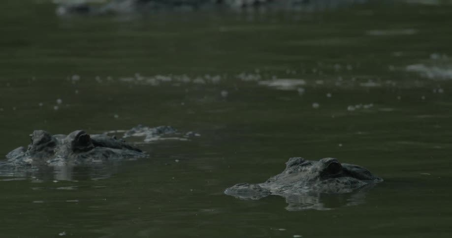 Alligators swimming in a river