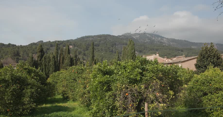 Horde of birds flying together above a natural green area with mountains in the background