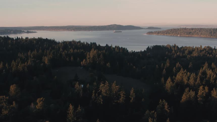 Aerial shot of a forest with the sea in the background at dawn