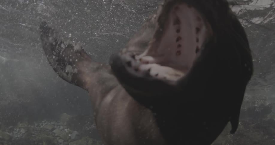 A seal opens its mouth underwater