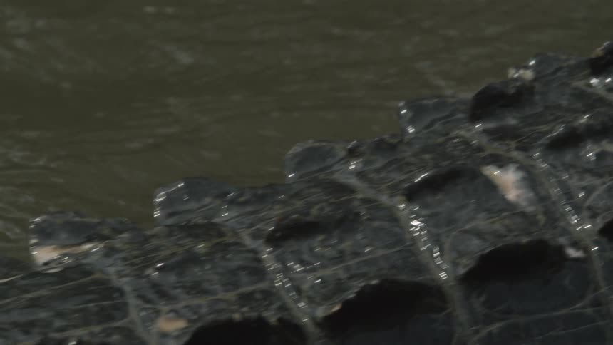 A close up view of an alligator moving through the water