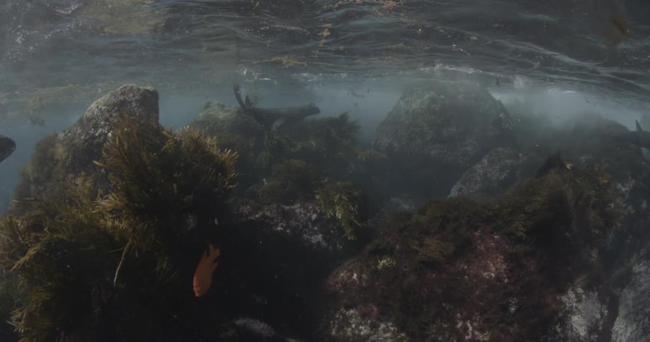 A bunch of fish and sea lions are swimming around rocks under the surface of the water