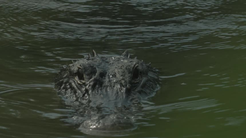 An alligator swimming