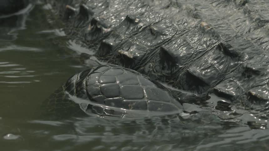 A close up view of an alligator's skin