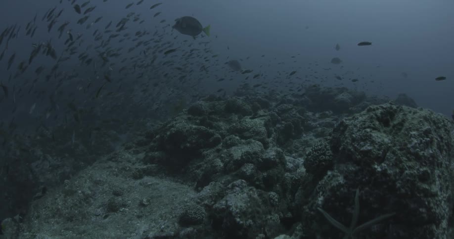 A large group of fish is swimming near some rocks and the bottom