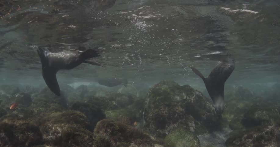 A couple of sea lions are playing in the ocean