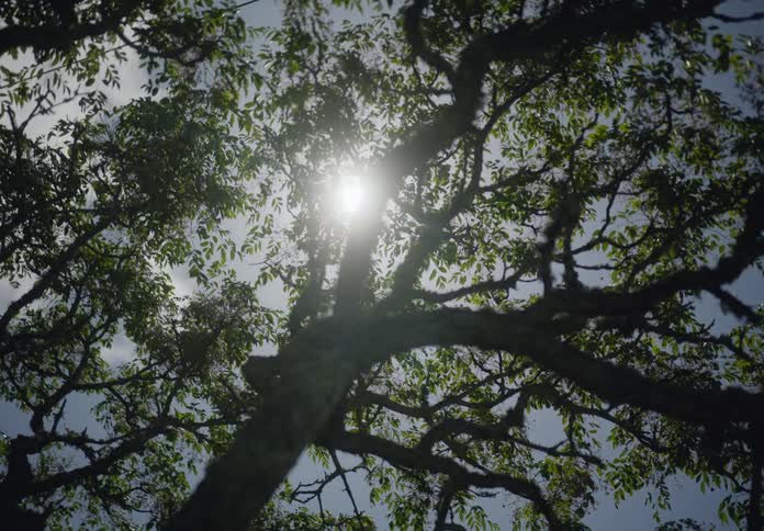 Upward view of trees against the reflection of the sun