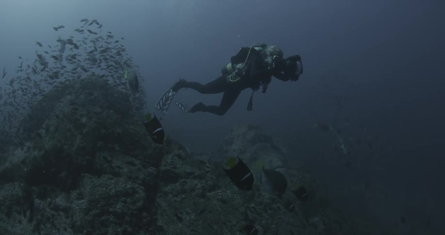 A large school of small fish are swimming around a diver