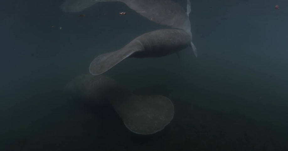 Two manatee are resting beneath the ocean surface