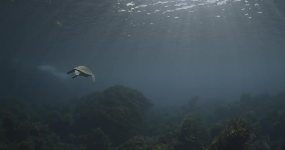 A sea turtle swims in the ocean