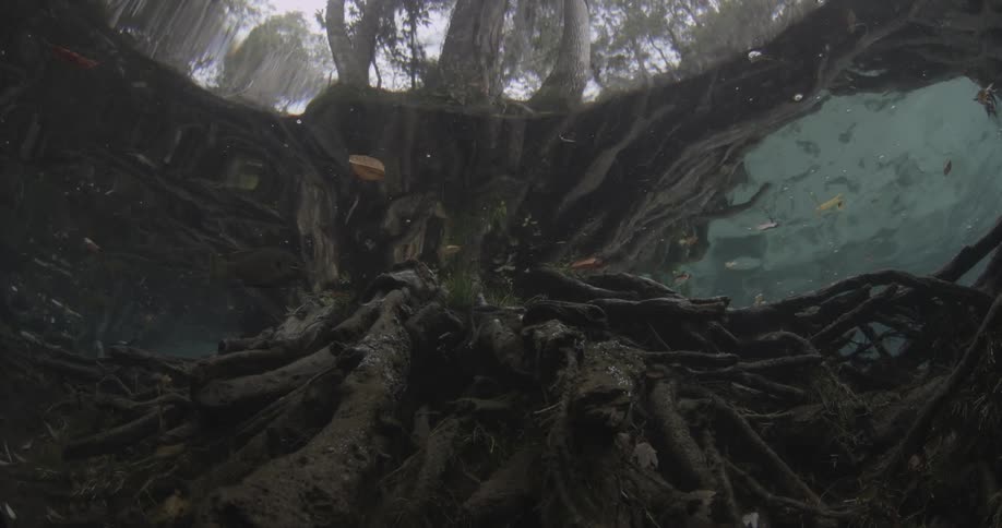 Tree roots under water