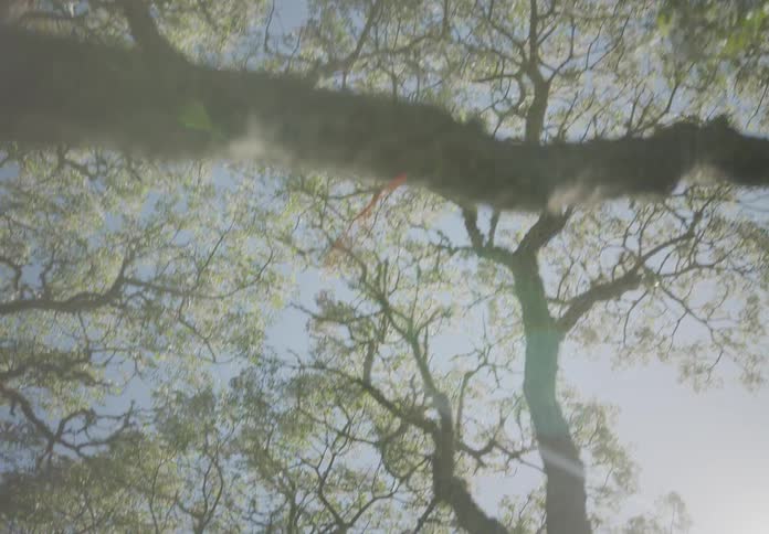 Upward view of trunks and branches of a tree against a blue sky
