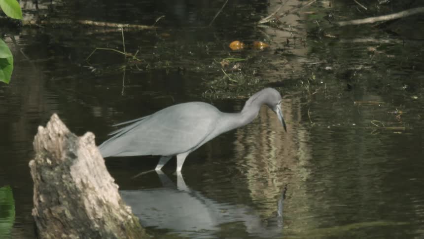 A gray bird wades in the water looking for fish