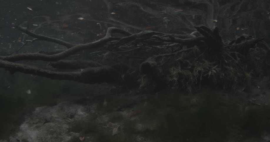 The roots of a tree are resting in shallow water in an ocean