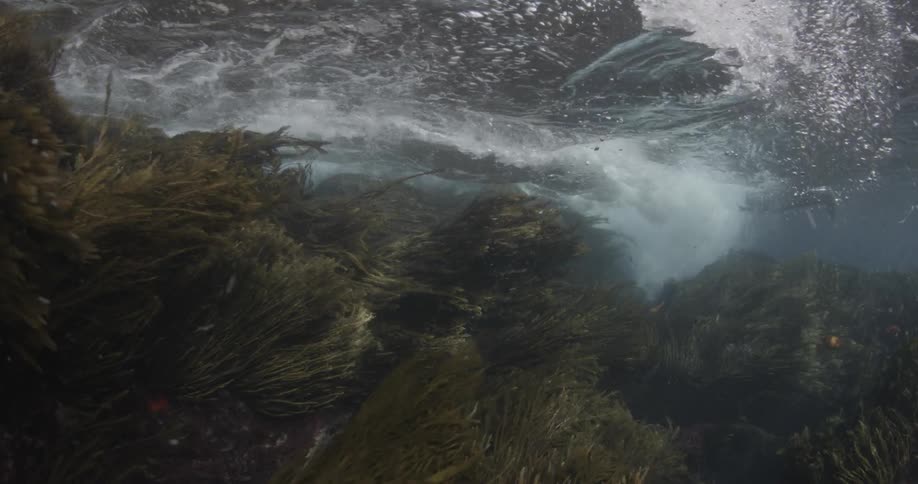 Seaweed and water spins around in the water