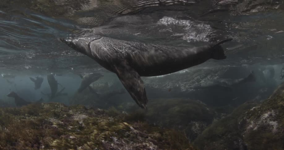 A seal swims in shallow water