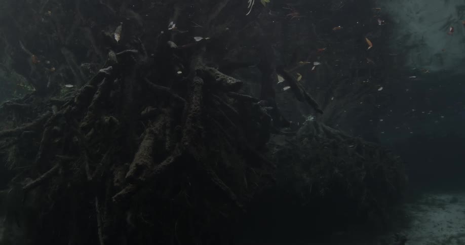 A close up of a bunch of branches under the surface of the water