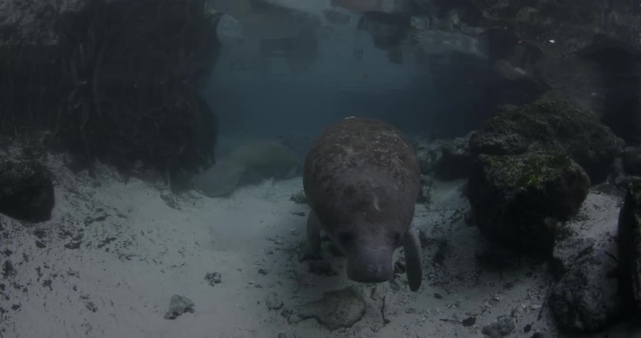 A manatee swims slowly in the water