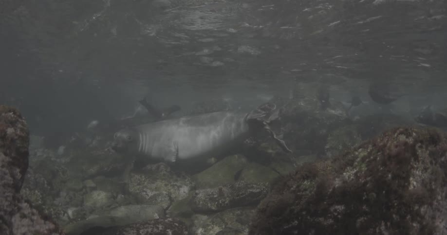 A sea lion is swimming in the ocean among some rocks